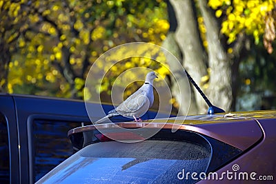 Â Dove sits on a parked car - Image Stock Photo